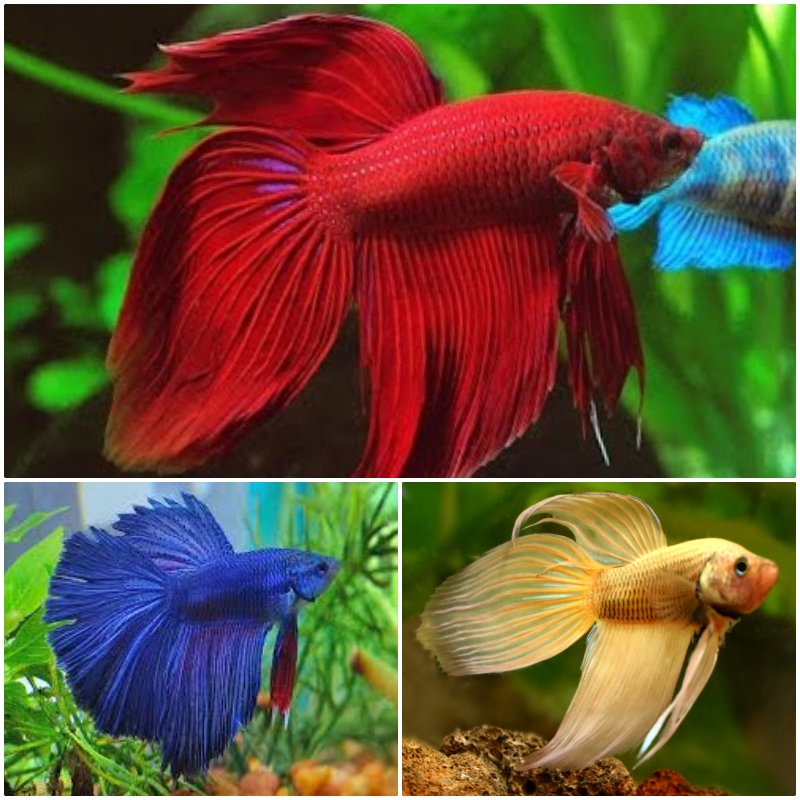 Betta splendens   Betta man mix XL